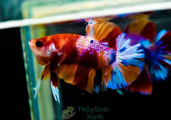 Cách Nuôi Cá Betta