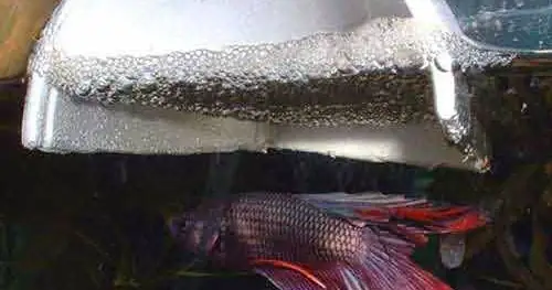 Nuôi Chung Cá Cha Với Bầy Con - Halfmoon Việt Nam