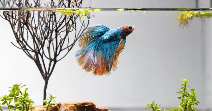 Thời Điểm Giao Mùa - Chủ Động Phòng Bệnh Cho Cá Betta Của Bạn ...