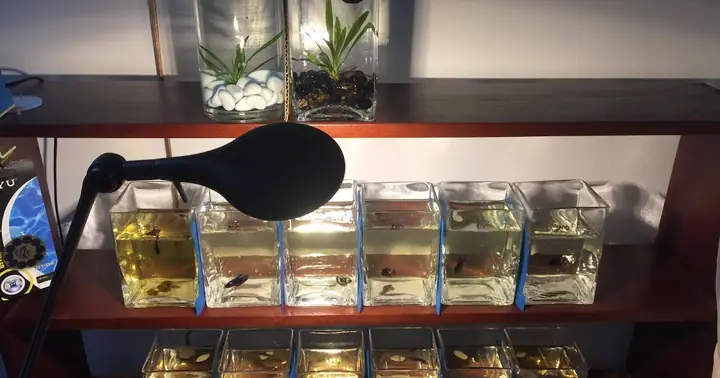 Cách Sưởi Ấm Cho Cá Betta Vào Mùa Đông - Đức Anh Betta