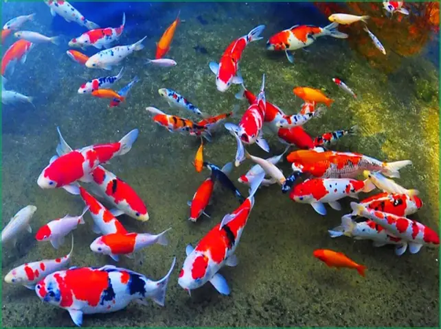 Cá Chép Koi Cá Chép Koi