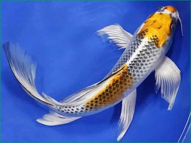 Cá Chép Vảy Rồng Cá Chép Vảy Rồng