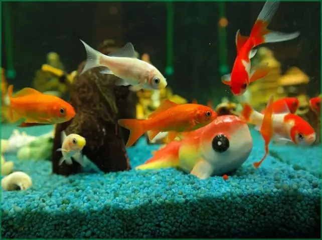 Trang Trí Và Tạo Môi Trường Sinh Sản Trang Trí Và Tạo Môi Trường Sinh Sản