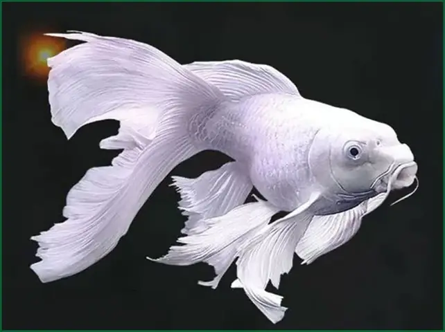 Cá Chép Sư Tử Cá Chép Sư Tử