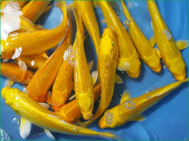 Cá Chép Vàng (goldfish) Cá Chép Vàng (goldfish)