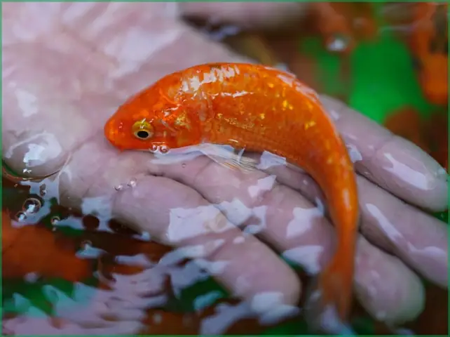 Cá Chép Tam Dương Cá Chép Tam Dương