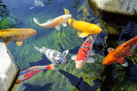 Hướng Dẫn Nuôi Cá Chép Đỏ Cảnh: Bí Quyết Cho Hồ Cá Luôn Khỏe Mạnh Và Rực Rỡ