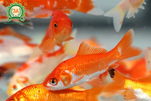 Cách Nuôi Cá Chép Vàng Cho Hiệu Quả Kinh Tế Cao