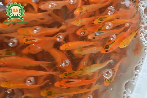 Cách Nuôi Cá Chép Vàng