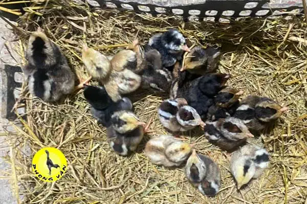 Cách Nuôi Gà Chọi Con Mới Nở