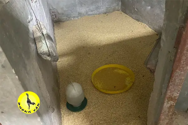 Cách Nuôi Gà Con Mới Nở – Thức Ăn Cho Gà Chọi Con Mới Nở