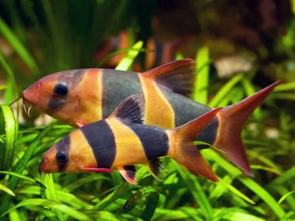 Thông Tin Cá Chuột Mỹ