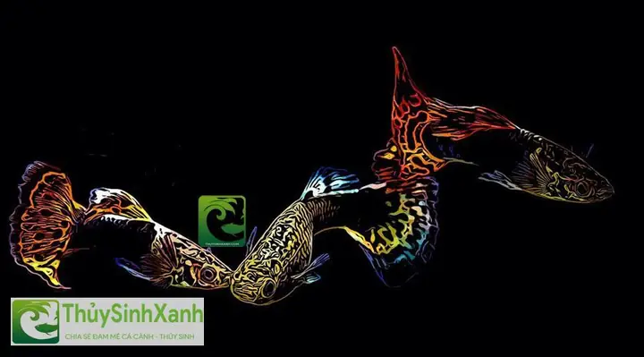 18 Cách Nuôi Cá Bảy Màu Con Mau Lớn Lên Màu Đẹp Không Bị Chết 18 Cách Nuôi Cá Bảy Màu Con Mau Lớn Lên Màu Đẹp Không Bị Chết