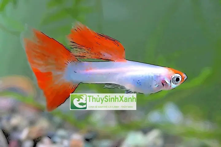 Môi Trường Nuôi Cá Bảy Màu Con Mới Đẻ Môi Trường Nuôi Cá Bảy Màu Con Mới Đẻ