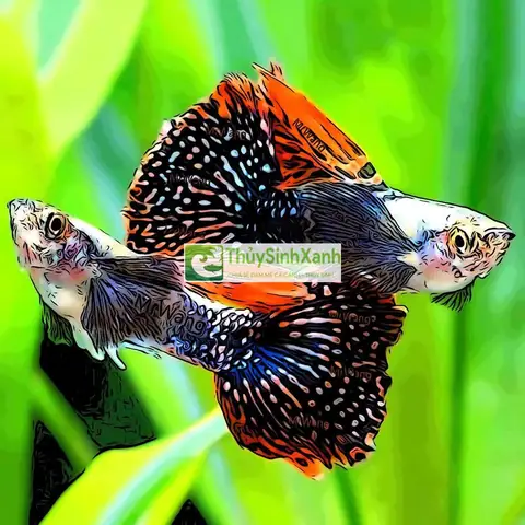 Chất Lượng Nước Khi Nuôi Cá Bảy Màu Con Chất Lượng Nước Khi Nuôi Cá Bảy Màu Con