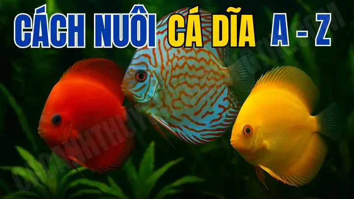 Cách Nuôi Cá Dĩa Cho Người Mới Từ A - Z - Cá Cảnh Thủy Sinh Trung ... Cách Nuôi Cá Dĩa Cho Người Mới Từ A - Z - Cá Cảnh Thủy Sinh Trung ...