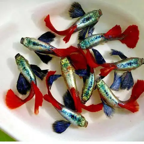 Cá 7 Màu Dumbo Red Tail 1 Cặp Trống - Mái - Tay Bơi & Đuôi To Dài