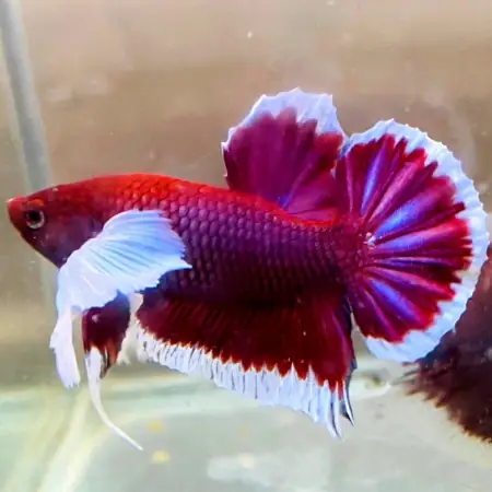 Cá Betta Dumbo Lavender - Vi Sinh Cá Cảnh Aquarium Care