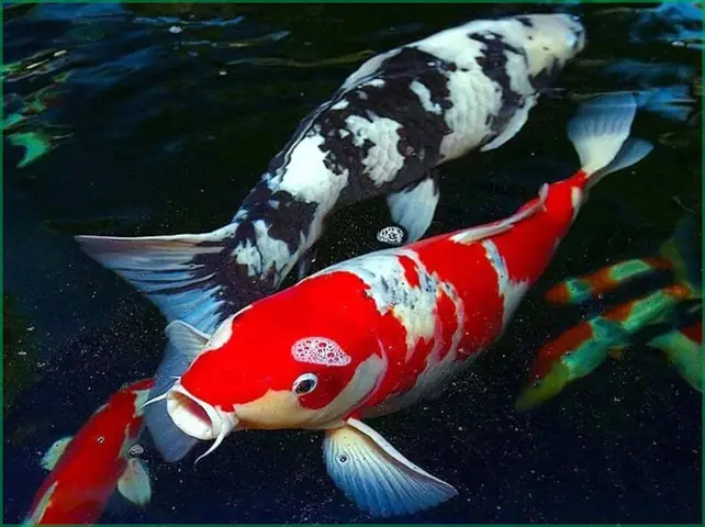 Hướng Dẫn Nuôi Cá Full Red: Bí Quyết Lên Màu Đỏ Rực Rỡ Và Khỏe Mạnh Hướng Dẫn Nuôi Cá Full Red: Bí Quyết Lên Màu Đỏ Rực Rỡ Và Khỏe Mạnh