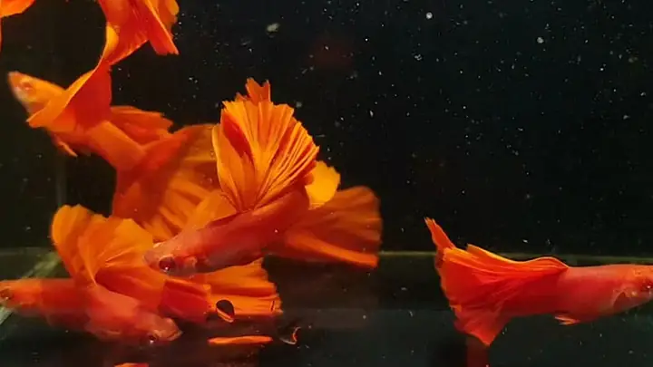 Hướng Dẫn Nuôi Cá Full Red: Bí Quyết Lên Màu Đỏ Rực Rỡ Và Khỏe Mạnh Hướng Dẫn Nuôi Cá Full Red: Bí Quyết Lên Màu Đỏ Rực Rỡ Và Khỏe Mạnh