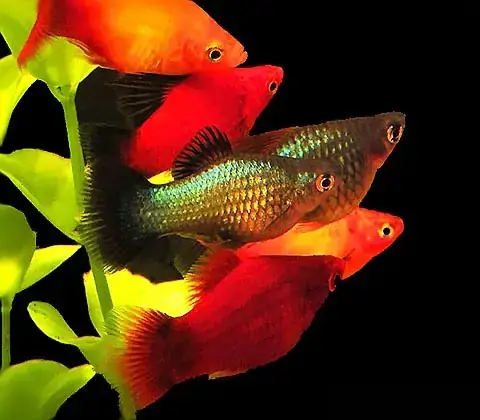 Tổng Quan Về Cá Hà Lan (ram Cichlid)