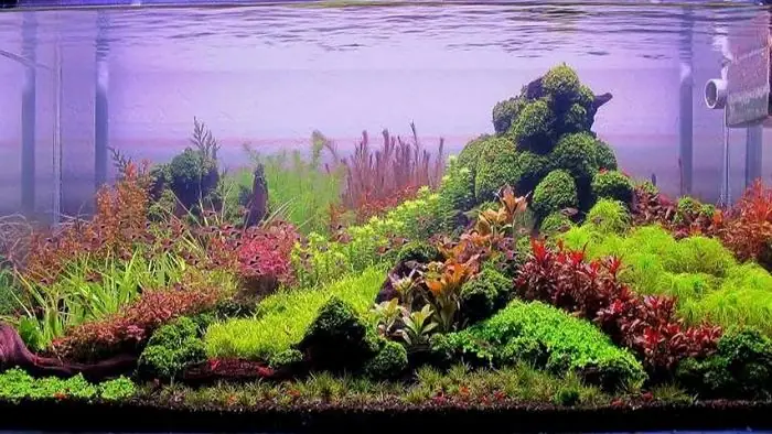 Hướng Dẫn Toàn Tập: Cách Nuôi Cá Hà Lan Mau Lớn, Khỏe Mạnh Và Lên Màu Đẹp