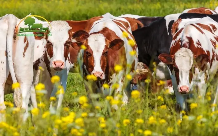 Cách Nuôi Cá Hà Lan Sinh Sản: Hướng Dẫn Chi Tiết Từ Kỹ Thuật Đến Chăm Sóc