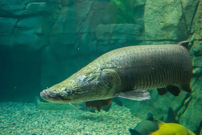 Cá Hải Tượng Có Đặc Điểm Gì?