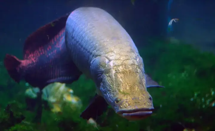 Cách Phòng Bệnh Cho Cá Hải Tượng