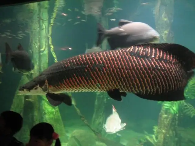 Cá Hải Tượng Và Ý Nghĩa Phong Thủy