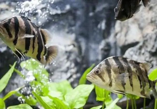 1cách Lựa Chọn Cá