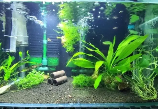 3lựa Chọn Bộ Lọc Bể Cá