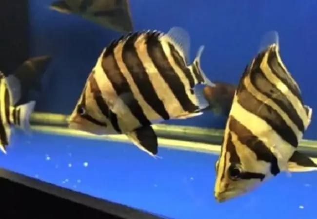 Cá Hổ Giá Bao Nhiêu Và Mua Ở Đâu Uy Tín?