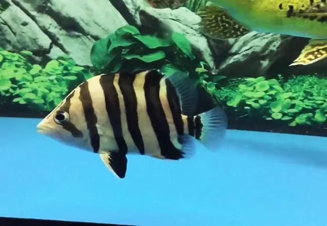 Cá Hổ Bị Mất Màu