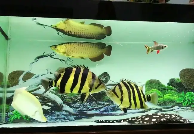 2chọn Bể Nuôi Cá