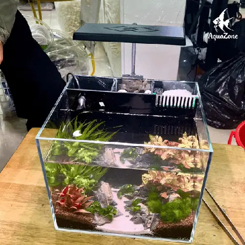 Cách Nuôi Cá Hổ Size Nhỏ: Hướng Dẫn Từ A-z Cho Người Mới Bắt Đầu