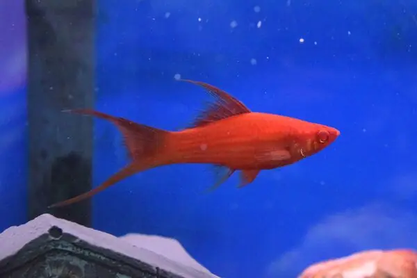 Giới Thiệu Tổng Quan Về Cá Kiếm Cảnh Giới Thiệu Tổng Quan Về Cá Kiếm Cảnh