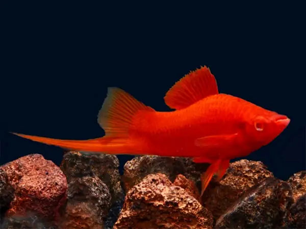 Hướng Dẫn Cách Cá Kiếm Cảnh Đẻ Con Và Sinh Sản Nhanh Hướng Dẫn Cách Cá Kiếm Cảnh Đẻ Con Và Sinh Sản Nhanh