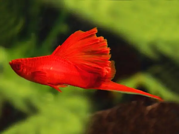 Hướng Dẫn Cách Ăn Dành Cho Cá Kiếm Cảnh Hướng Dẫn Cách Ăn Dành Cho Cá Kiếm Cảnh