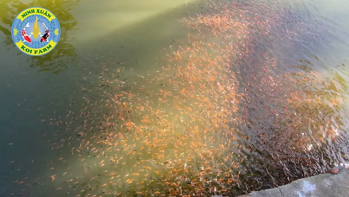 Tạo Môi Trường Sống Cho Cá Koi Bột