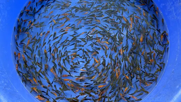 Cách Sàng Lọc Cá Koi Bột