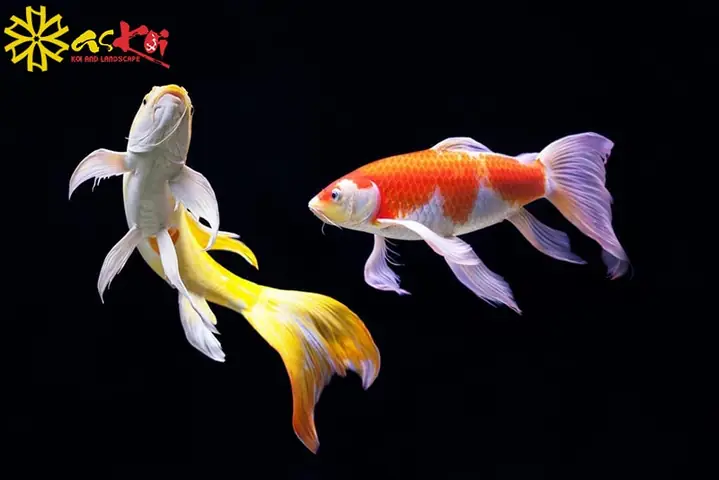 Chiêm Ngưỡng Nét Đẹp Của Cá Koi Bướm Chiêm Ngưỡng Nét Đẹp Của Cá Koi Bướm