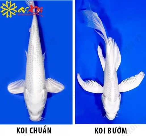 Chiêm Ngưỡng Nét Đẹp Của Cá Koi Bướm Chiêm Ngưỡng Nét Đẹp Của Cá Koi Bướm