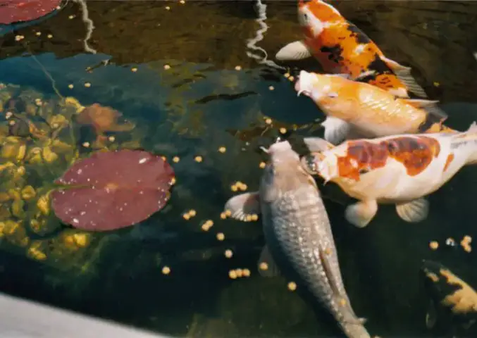 Cách Nuôi Cá Koi Mau Lớn – Cho Cá Ăn Đúng Cách