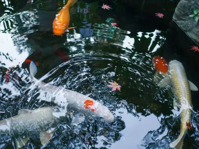 Một Vài Đặc Điểm Sinh Trưởng Của Cá Chép Koi