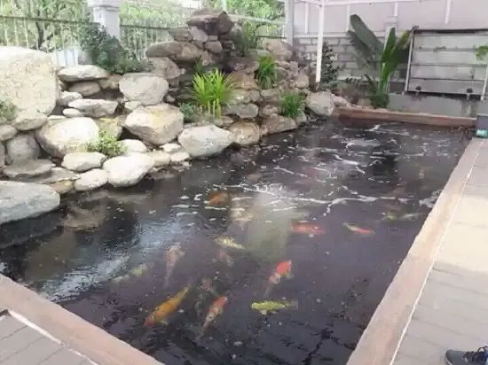 Cách Nuôi Cá Koi Trong Bể Xi Măng Chuẩn Kỹ Thuật