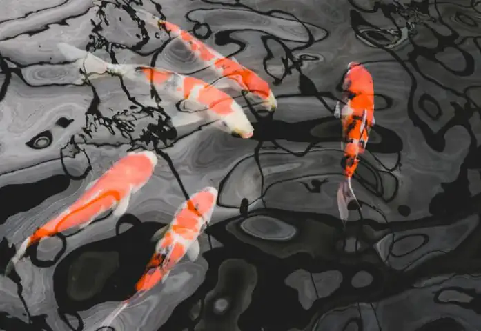 Hướng Dẫn Chi Tiết Cách Nuôi Koi Trong Nhà