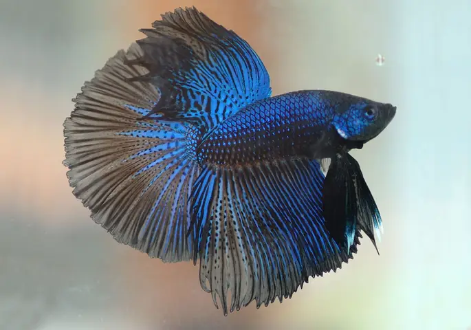 Hướng Dẫn Chi Tiết Cách Nuôi Cá Lia Thia Khỏe Mạnh, Màu Đẹp