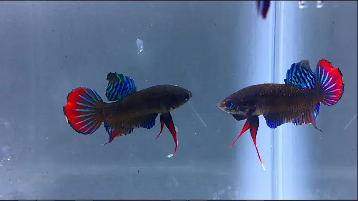 Cách Nuôi Cá Lia Thia Đẻ