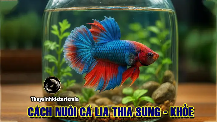Cách Nuôi Cá Lia Thia Lên Màu Đẹp